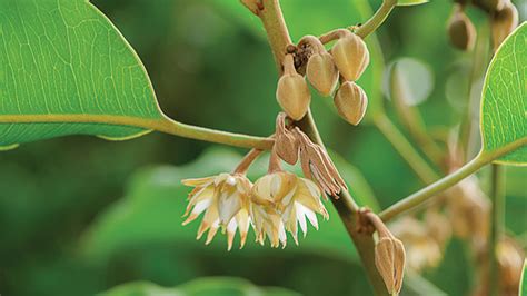 Pohon Tanjung, Semerbak Wangi Flora Senjata Reboisasi