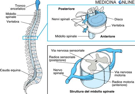 Sistema Nervoso Periferico Snp Anatomia Funzioni E Patologie