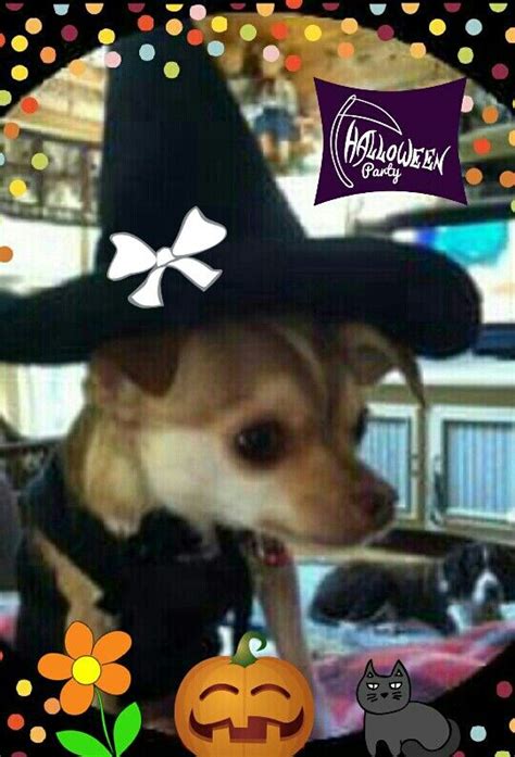 Chihuahua Witch Cowboy Hats Hats Chihuahua