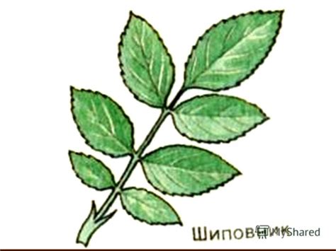 Лист шиповника рисунок (44 фото)