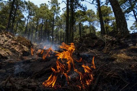 Actualmente hay 69 incendios forestales activos en todo México una