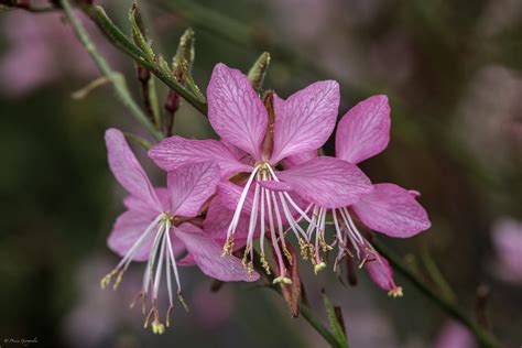 Prachtkerze Pink Dwarf Gaura Lindheimeri Foto And Bild Pflanzen