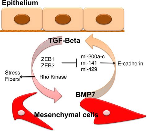 Diagram Of Key Events During Emt And Met Tgf Induces Five Events For