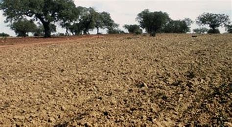 Las Pérdidas Por La Sequía En El Campo Español Alcanzan Los 500