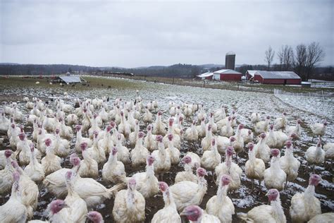 Field to Thanksgiving Table: Inside an Organic Turkey Farm - NBC News