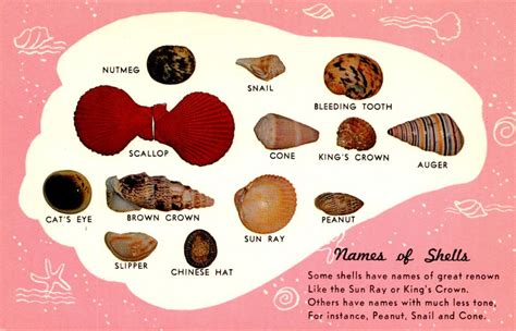 Sea Shells Names Of Shells | Topics - Animals - Fishes, Postcard ...