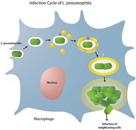 Key Step Identified In Legionnaire’s Disease Infection Process National Institutes Of Health Nih