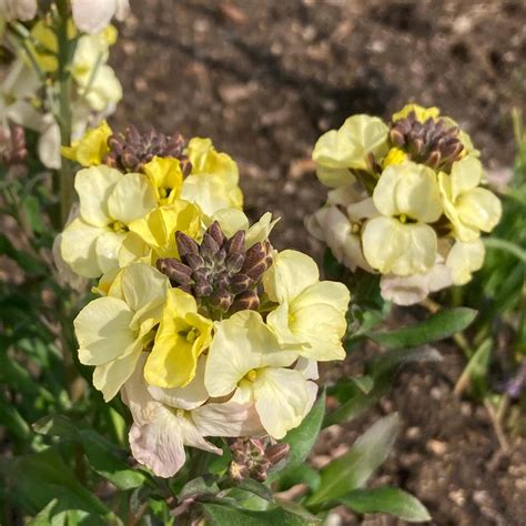 Goldlack Ivory White Erysimum Cheiri Samen