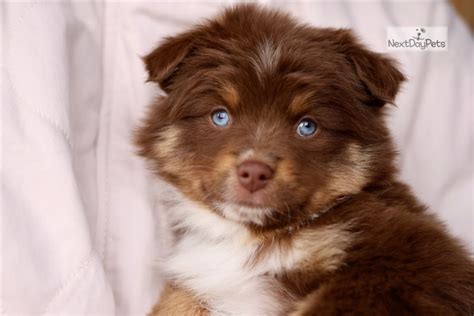 Firefly Miniature Australian Shepherd Puppy For Sale Near Salt Lake