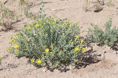 Harsh False Goldenaster From Los Alamos County Nm Usa On May