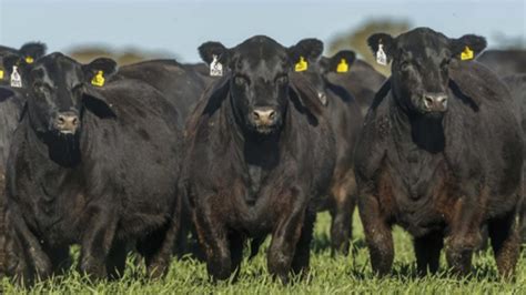 Beneficios de la producción de carne de las razas Wagyu y Aberdeen