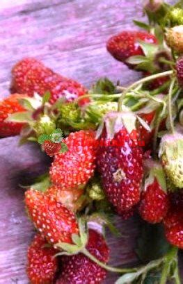 Земклуника Надежда Загорья описание сорта | Клубника24