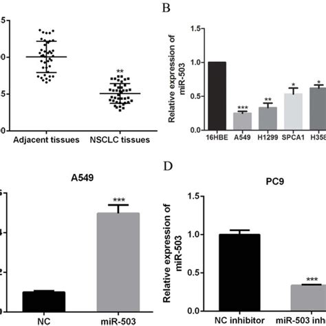 MiR 503 Suppresses NSCLC Cell Migration And Invasion A B The Cell