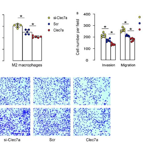 Clec7a Depletion In M2 Macrophages Increases Cell Proliferation And Download Scientific Diagram