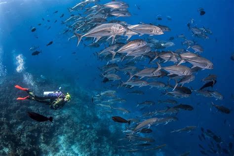 Wakatobi National Park Best Indonesia Diving Destination Idbcpr