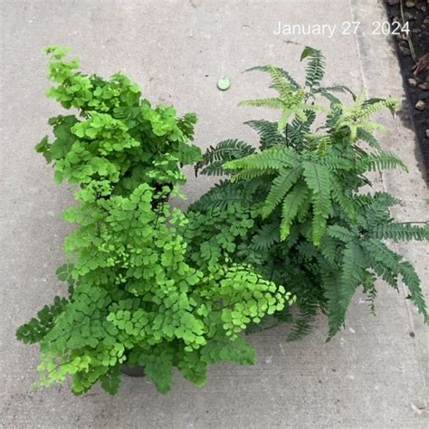 6 Fern Maidenhair Asst Tri State Foliage In House Availability