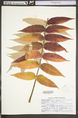 rhus typhina