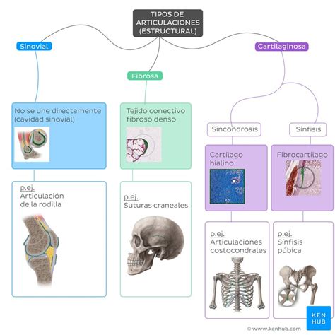 Tipos De Articulaciones Mapa Conceptual Esta Porn Sex Picture