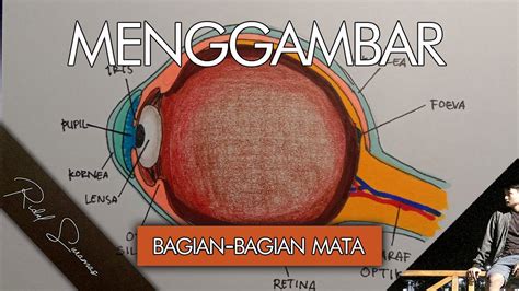 Menggambar Bagian Bagian Mata Manusia Youtube