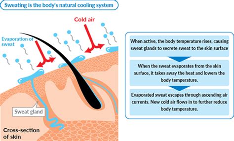 How Evaporative Cooling Is Achieved Using Cooling Fabric Discovery