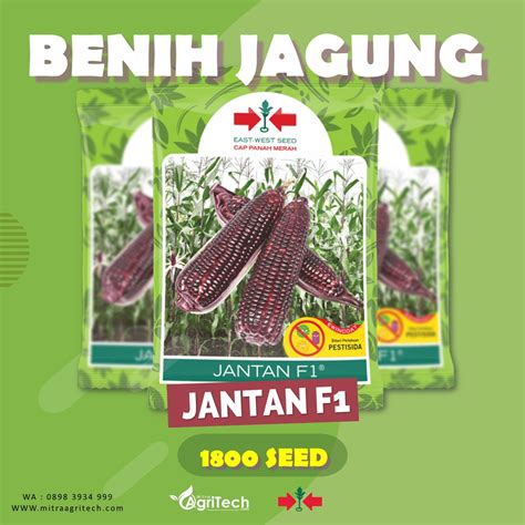 Jual BENIH BIBIT JAGUNG PULUT KETAN UNGU JANTAN F1 ISI 200 BIJI CAP