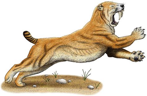 Smilodon Saber Toothed Tiger Photograph By Roger Hall Pixels