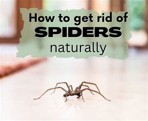 What Scent Will Keep The Spiders Away