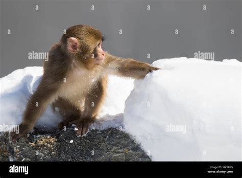 Japanese Snow Monkey Stock Photo - Alamy