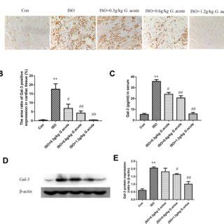 Pre Treatment With G Acuta Decreases ISO Induced ST Segment Elevation