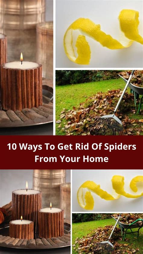 10 Ways To Get Rid Of Spiders From Your Home Artofit