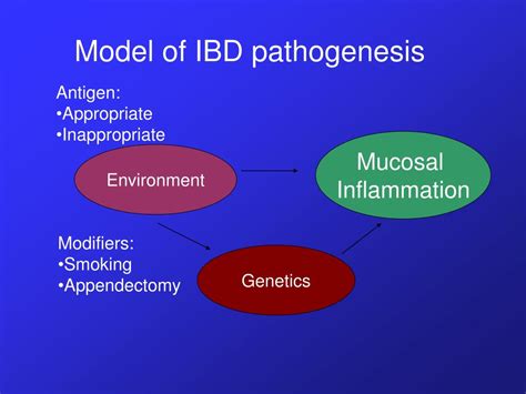 Ppt Pathogenesis Of Ibd Powerpoint Presentation Free Download Id