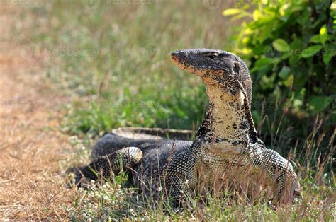 Water Monitor Lizard Varanus Salvator Stock Photo At Vecteezy