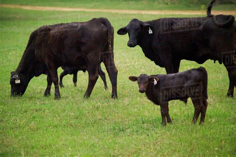 Agriculture Black Angus Cow Calf Pairs Grazing On A Healthy Green