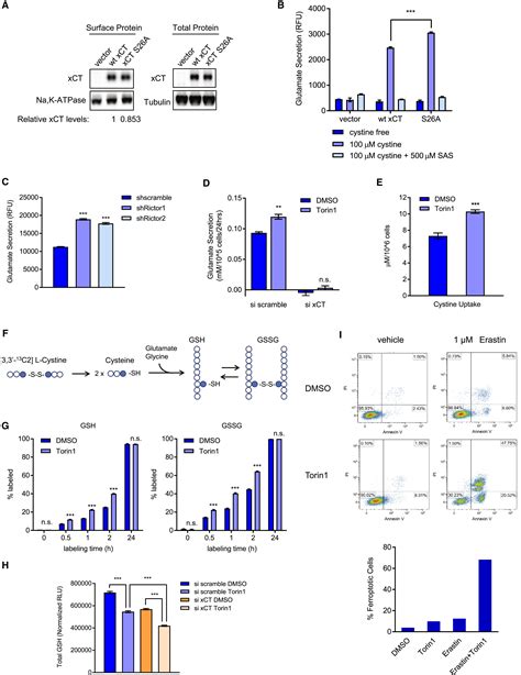 MTORC2 Regulates Amino Acid Metabolism In Cancer By Phosphorylation Of