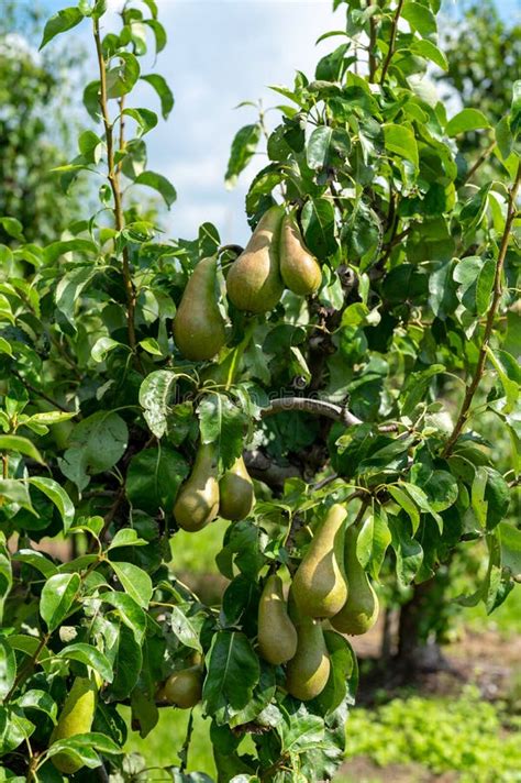 Green Organic Orchards With Rows Of Conference Pear Trees With Ripening Fruits In Summer Stock