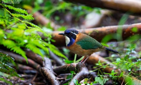 Pitta Like Ground Roller Atelornis Pittoides Displays Unique Beauty