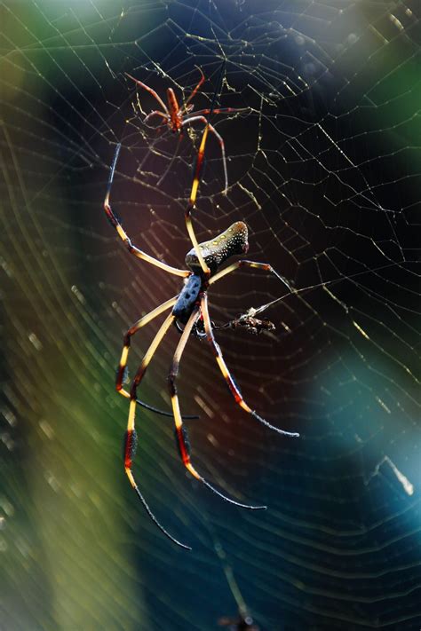 Bailey Munro_Banana Spiders (1) – SQ Online