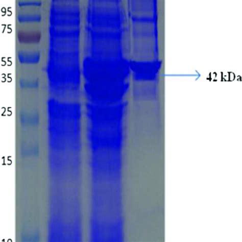 SDS PAGE 12 Analysis BsPhyARRMK33 Protein Expression In E Coli