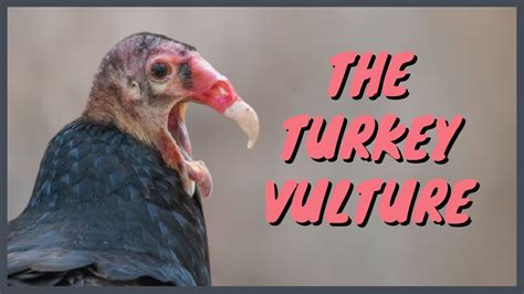 The Turkey Vulture Everything You Need To Know Eating Soundcall