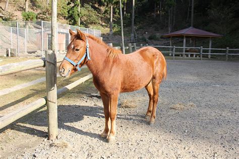 対州馬 「みんなの乗馬」ブログ