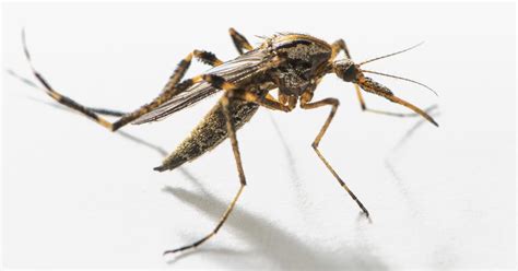 Swarms Of Supersize Mosquitoes Besiege North Carolina Wired