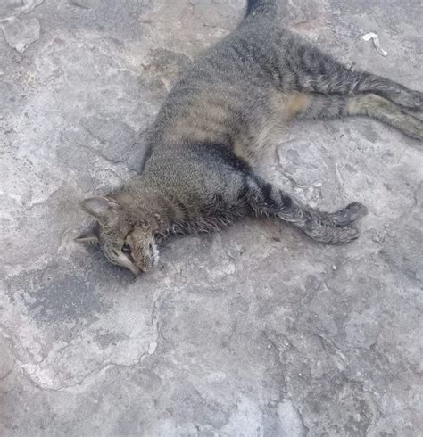 Mist Rio Cerca Morte E Desaparecimento De Gatos Na Rua Do Sossego