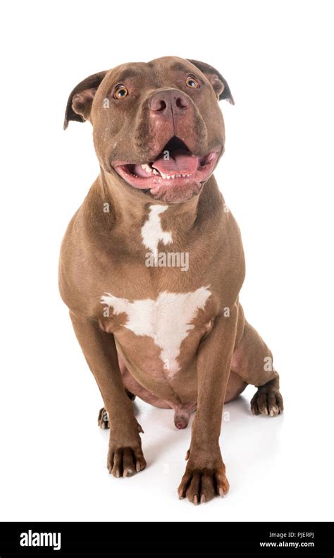 Pitbull Images Stock Photos Vectors Shutterstock Atelier Yuwa