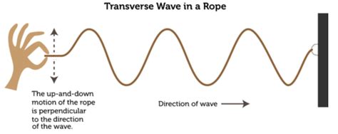 Transverse Waves 8th Grade Science