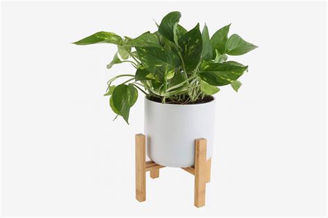 The 6 Best Plants For Cubicles According To Plant Experts