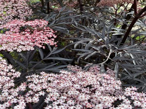 Sambucus Black Lace In 3L Pot Merryhatton Garden Centre