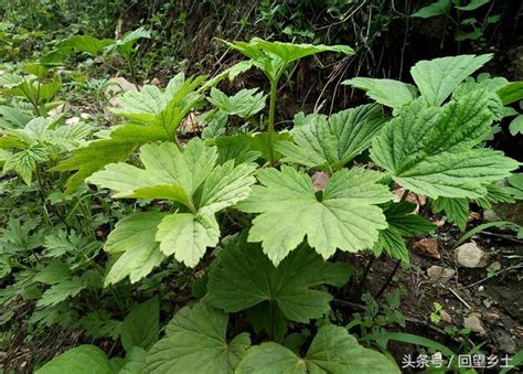 豫西山區有種植物像棉花 當地人也叫它「野棉花」、「山棉花」 每日頭條