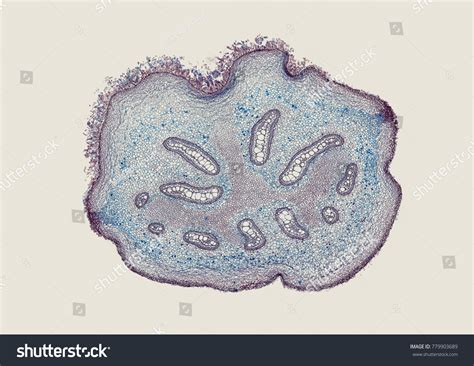 Rhizome Pteridium Microscopic Cross Section Cut Stock Photo 779903689