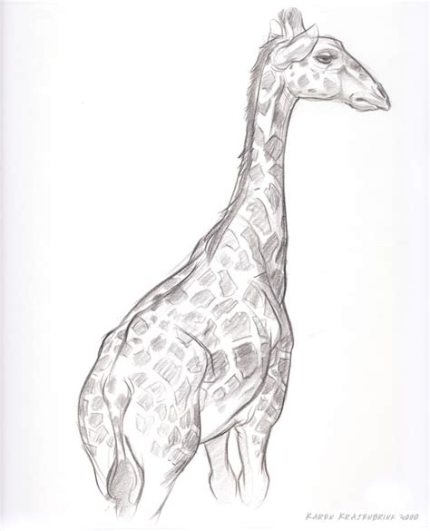 Giraffe Sketch Pictures At Explore Collection Of