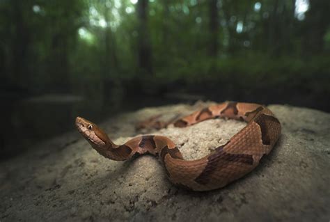 What To Do For Copperhead Snake Bite - Snake Poin